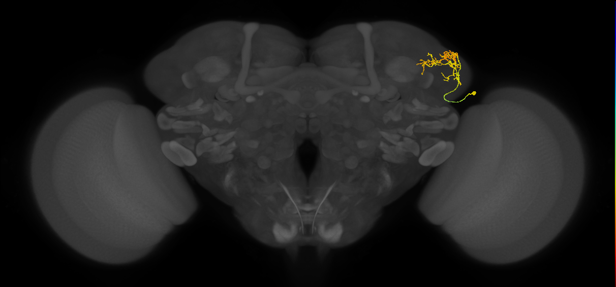 LHAV4g4_a_R (FlyEM-HB:5901193783)