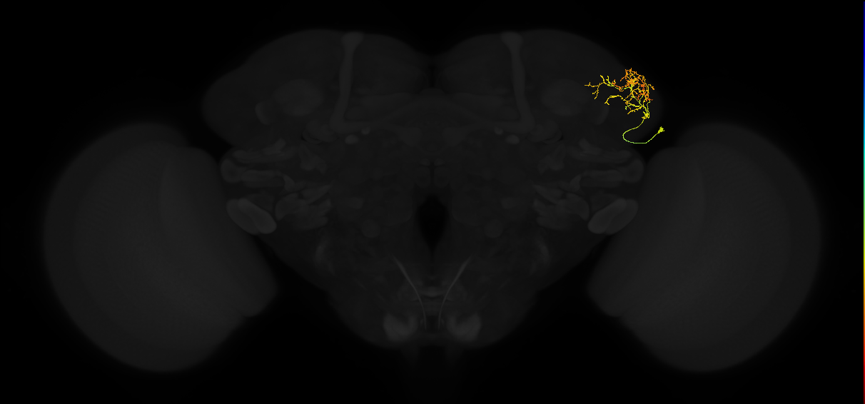 adult lateral horn AV4g4 neuron