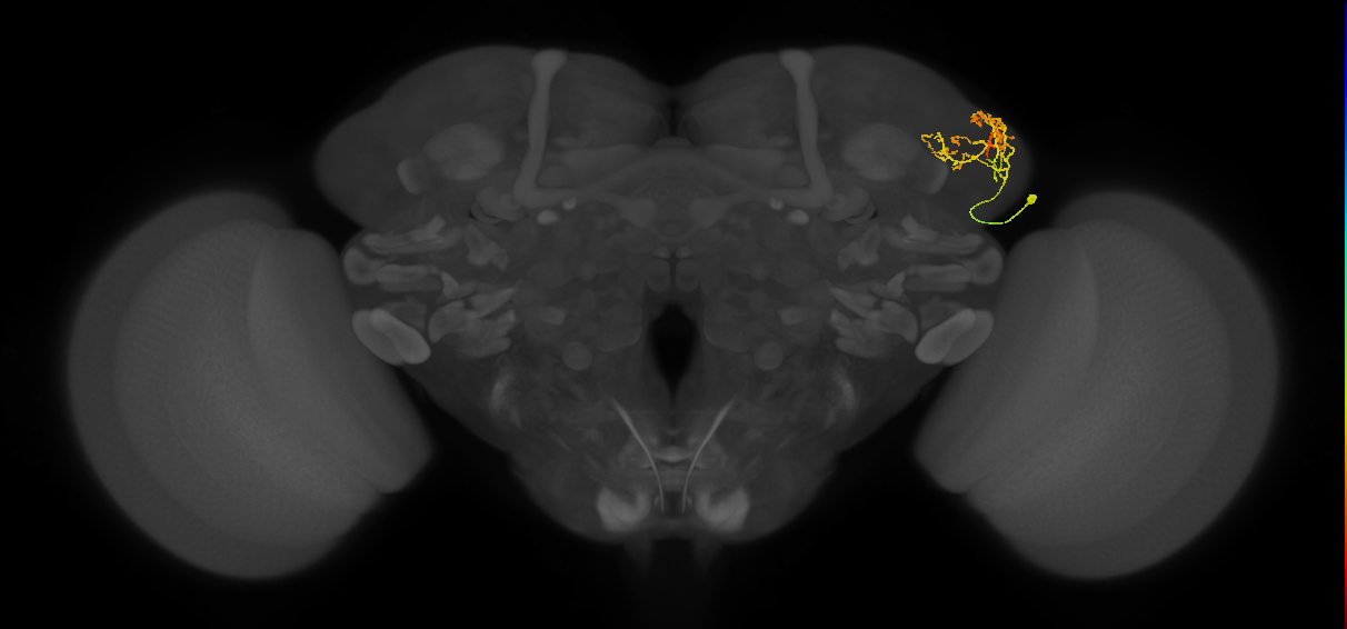 LHAV4g4_b_R (FlyEM-HB:5813009261)