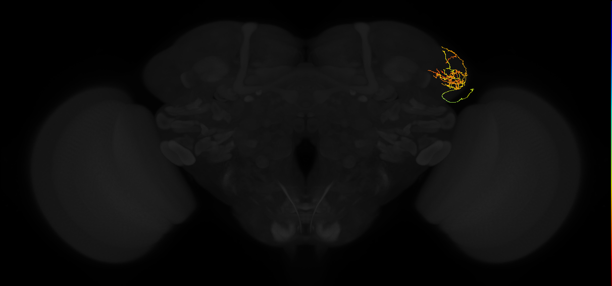 adult lateral horn AV4g6 neuron