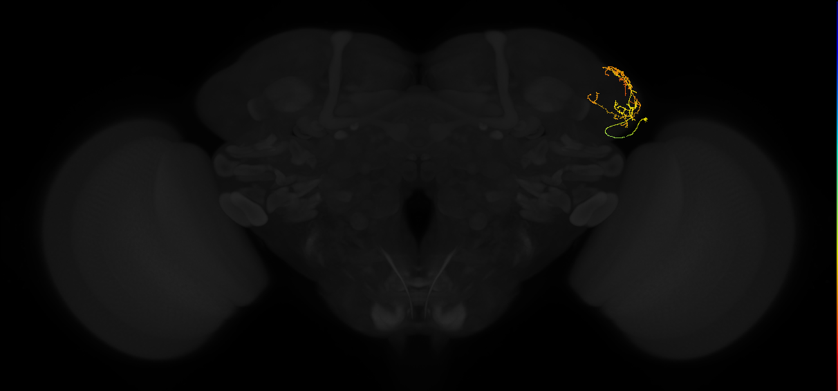 adult lateral horn AV4g7 neuron