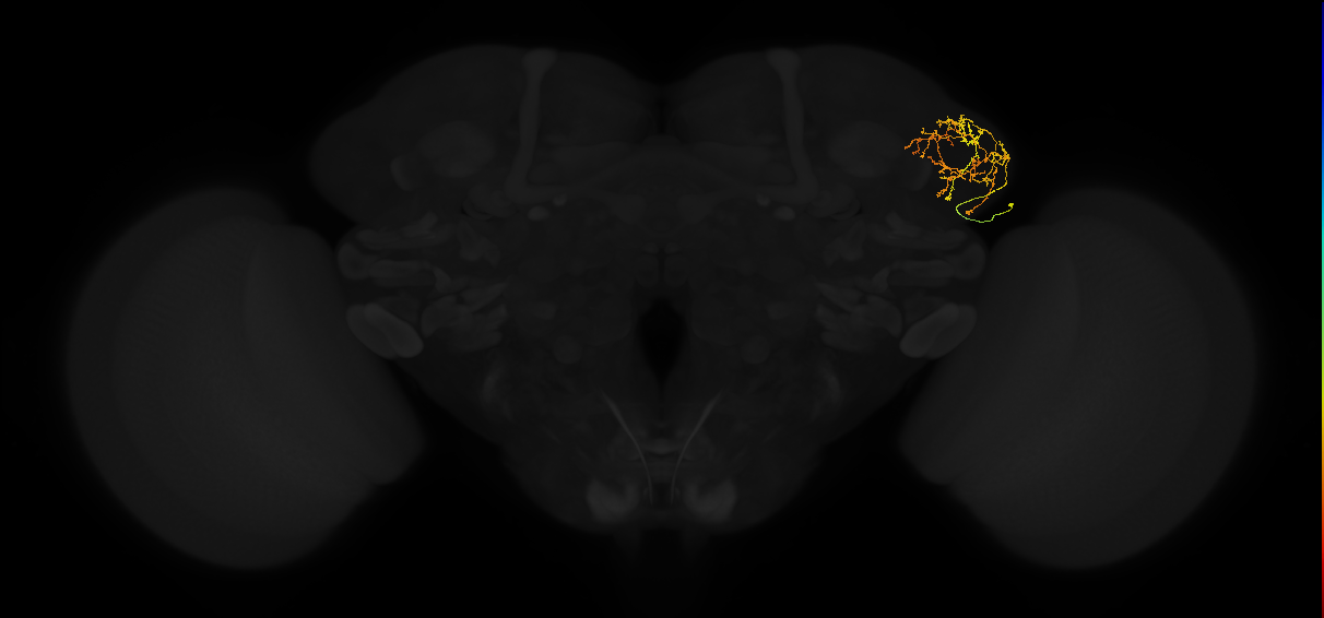 adult lateral horn AV4g8 neuron