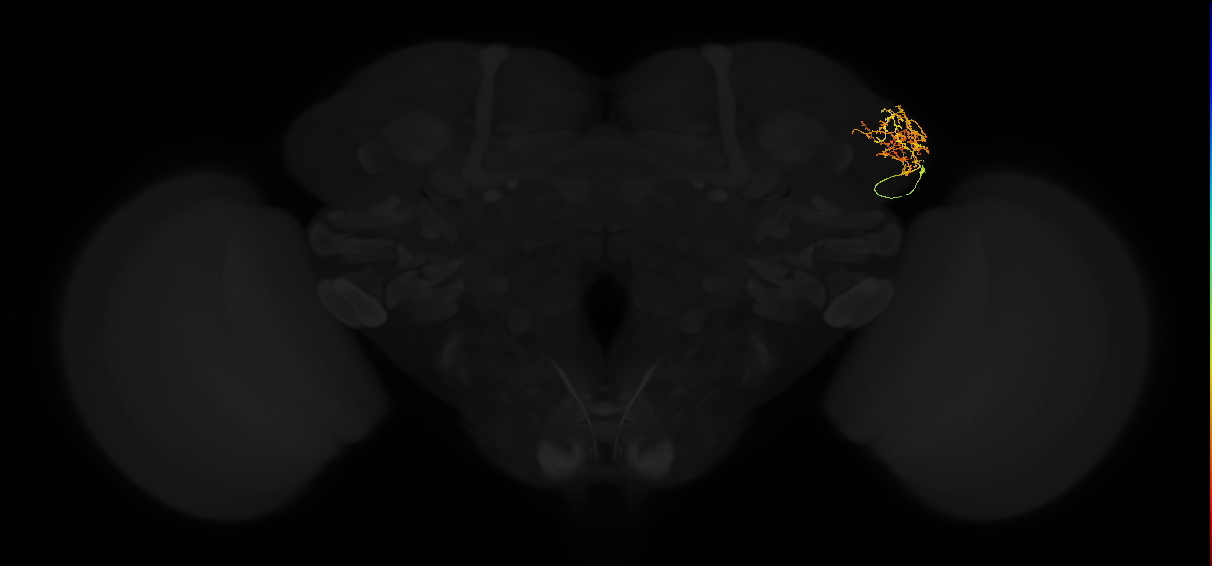 adult lateral horn AV4g9 neuron