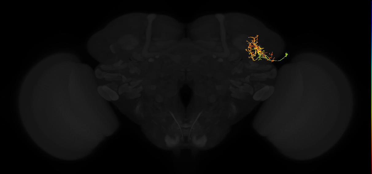 adult lateral horn AV4i1 neuron
