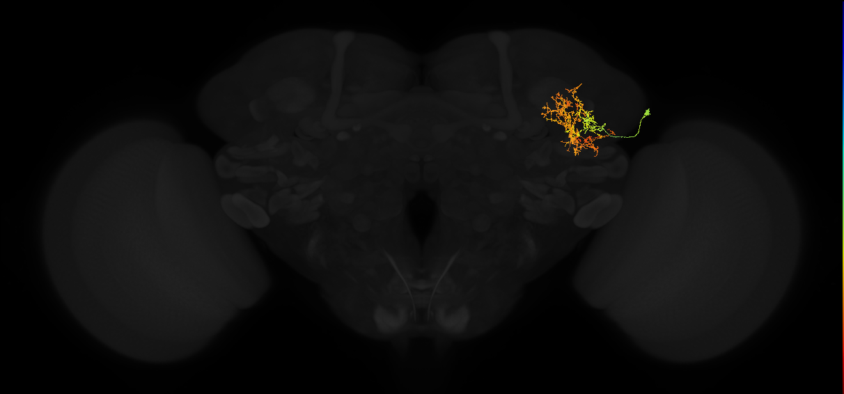 adult lateral horn AV4i2 neuron
