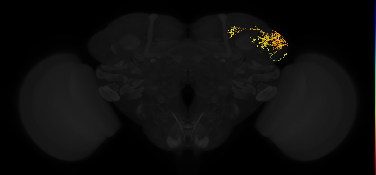 adult lateral horn AV4j1 neuron