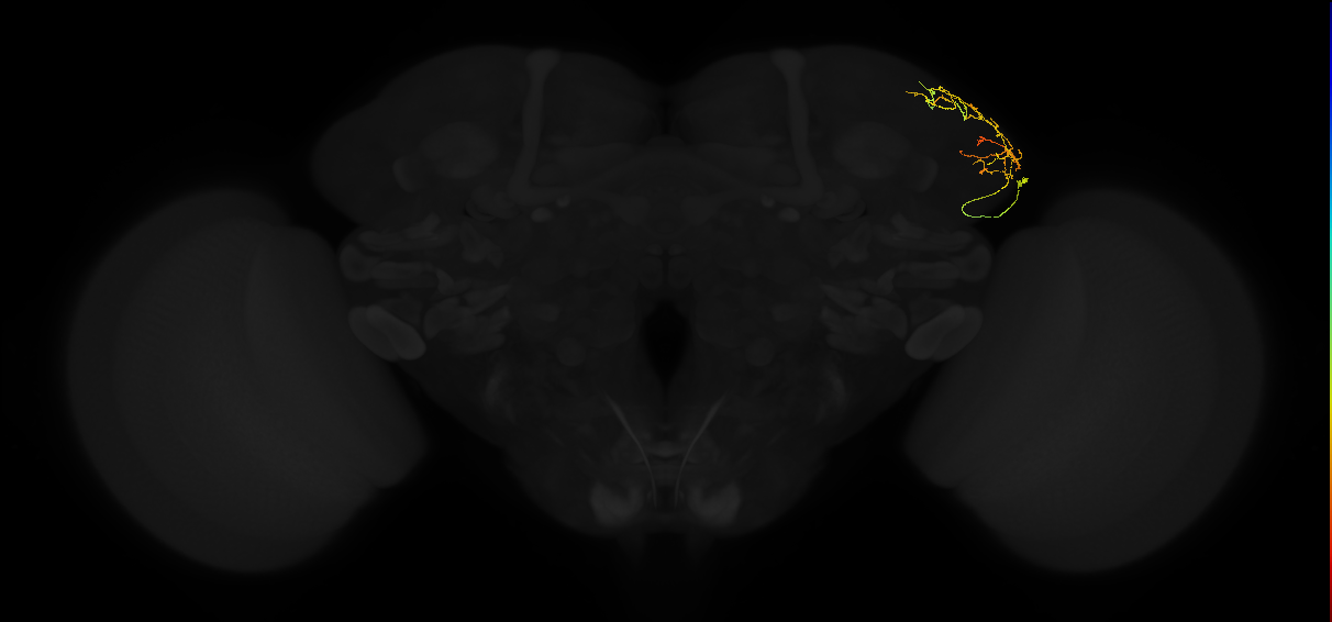 adult lateral horn AV4k1 neuron