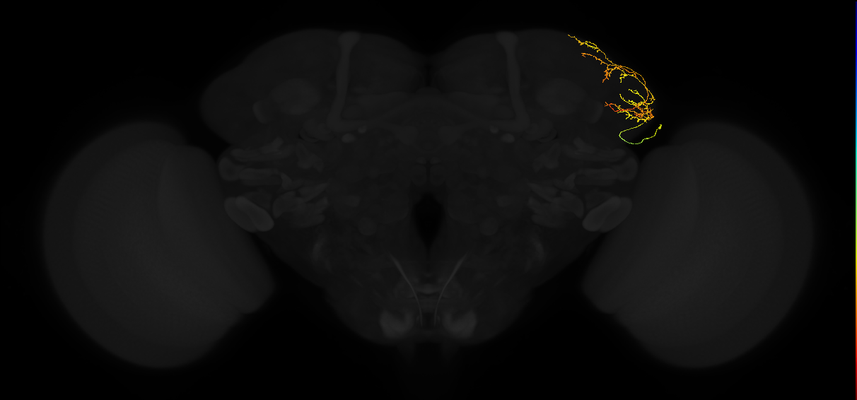 adult lateral horn AV4k2 neuron