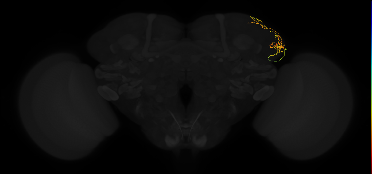 adult lateral horn AV4k2 neuron