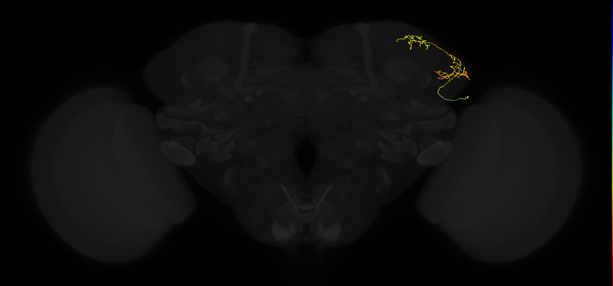 adult lateral horn AV5a1 neuron