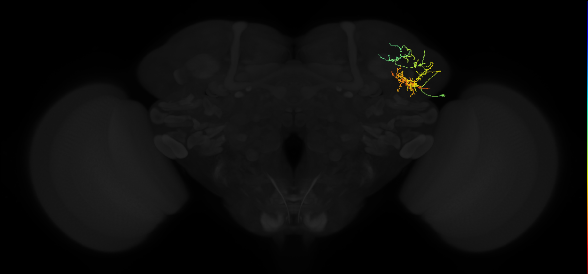 adult lateral horn AV5a10 neuron