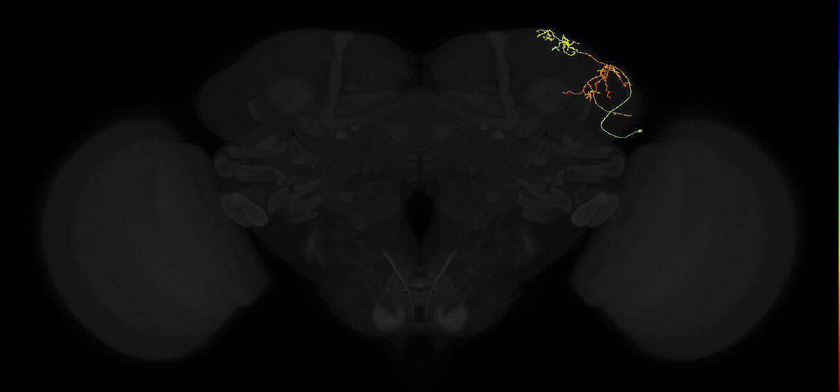 adult lateral horn AV5a2 neuron