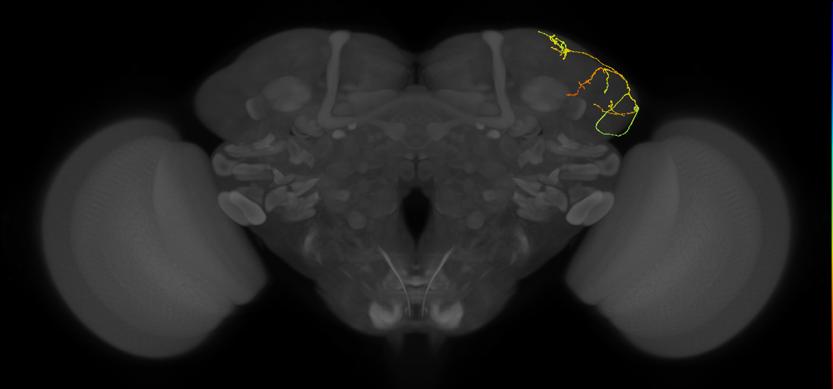 LHAV5a2_a_R (FlyEM-HB:605399330)