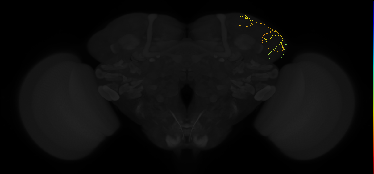 adult lateral horn AV5a2 neuron