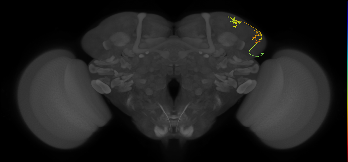 LHAV5a3_a_R (FlyEM-HB:422312019)