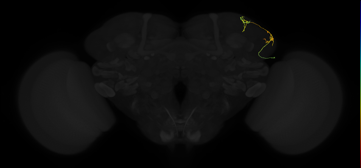 adult lateral horn AV5 neuron