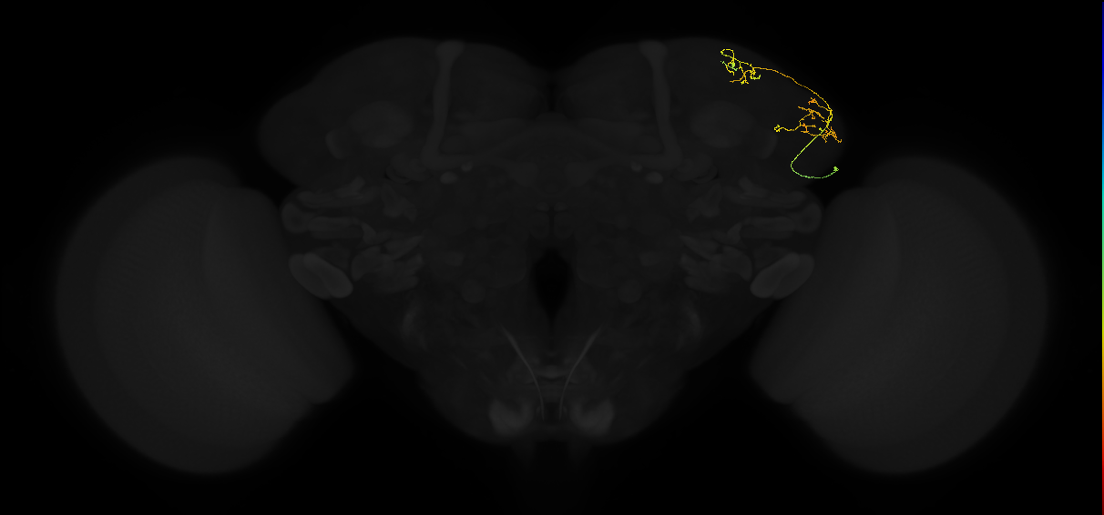 adult lateral horn AV5a3 neuron