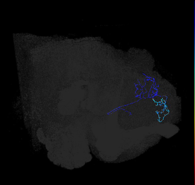 LHAV5a3_b_R (FlyEM-HB:668466304)