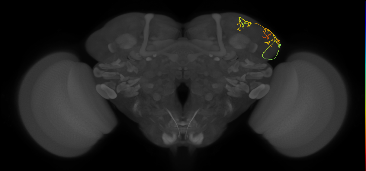 LHAV5a3_b_R (FlyEM-HB:668466304)