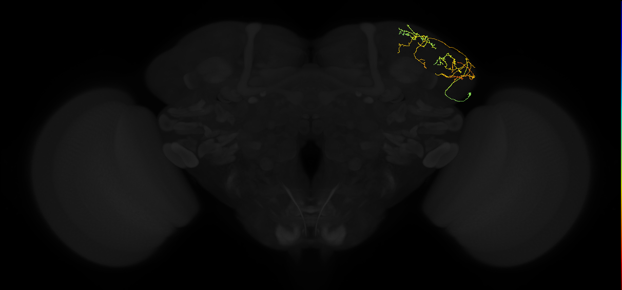 adult lateral horn AV5a4 neuron