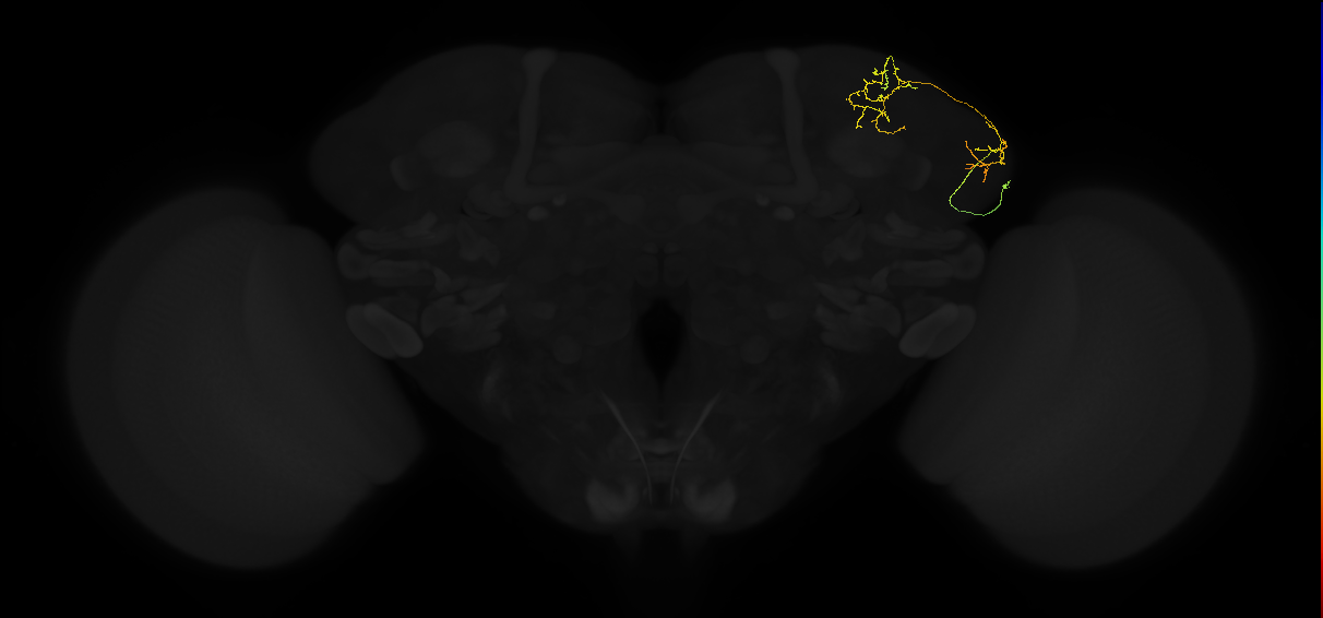 adult lateral horn AV5a4 neuron
