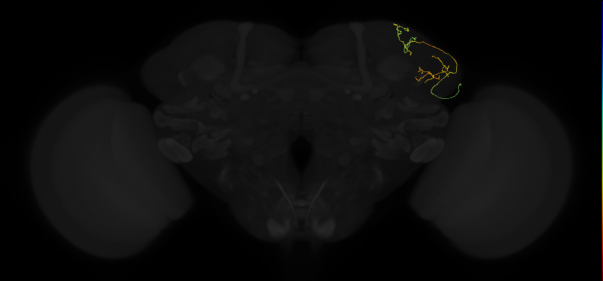 adult lateral horn AV5a5 neuron