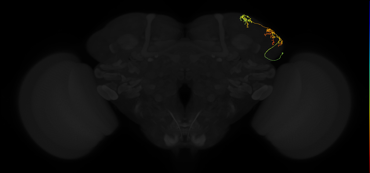 adult lateral horn AV5a6 neuron