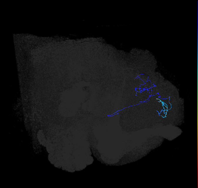 LHAV5a7_c_R (FlyEM-HB:390245740)