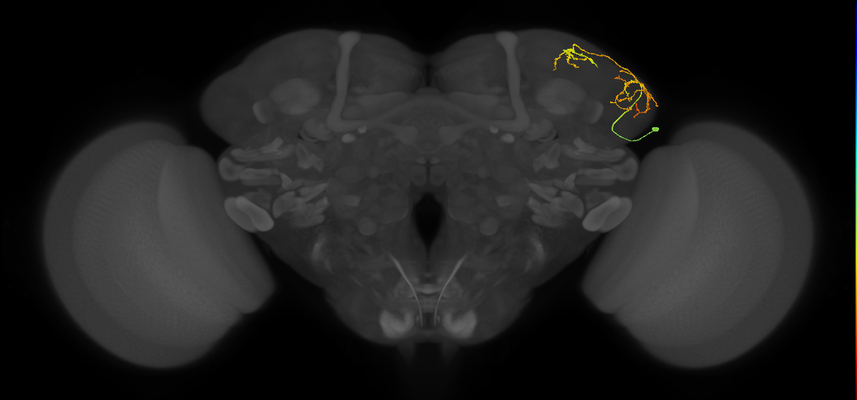 LHAV5a7_c_R (FlyEM-HB:390245740)