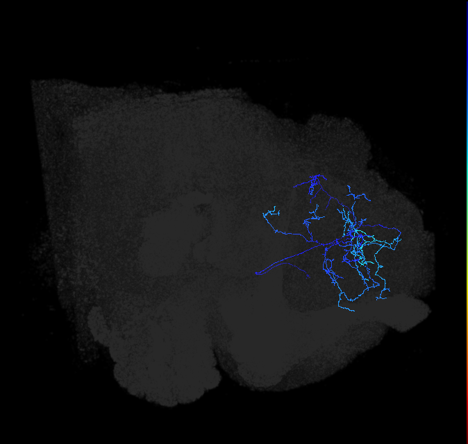 adult VPNl&d1 lineage neuron