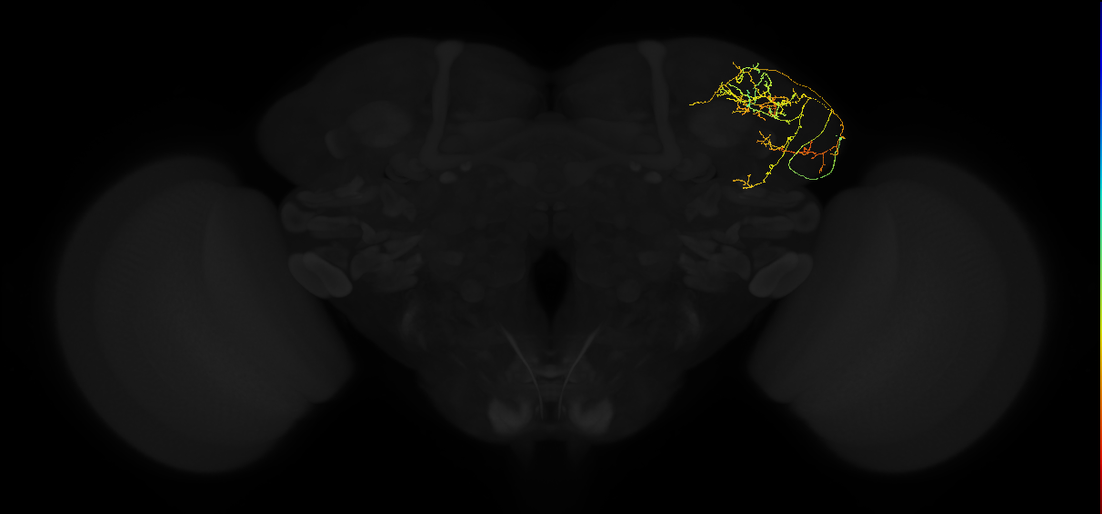 adult VPNl&d1 lineage neuron