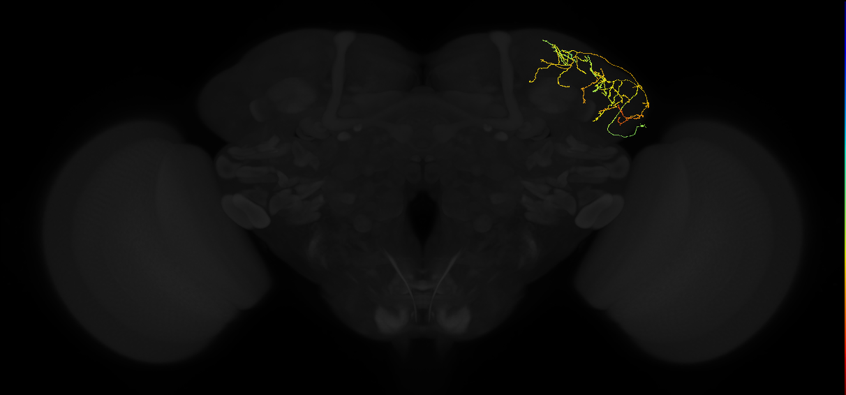 adult lateral horn AV5a8 neuron