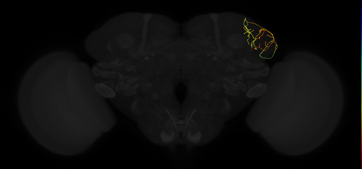 adult lateral horn AV5a9 neuron