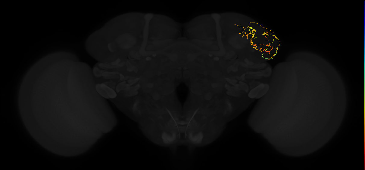 adult lateral horn AV5a9 neuron
