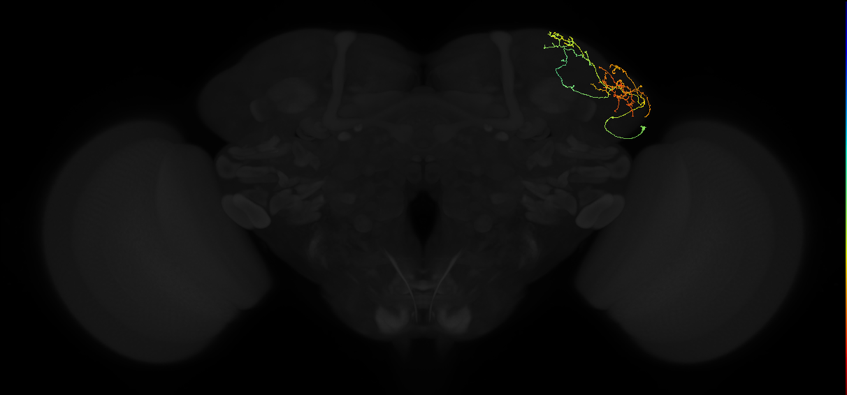 adult lateral horn AV5b1 neuron