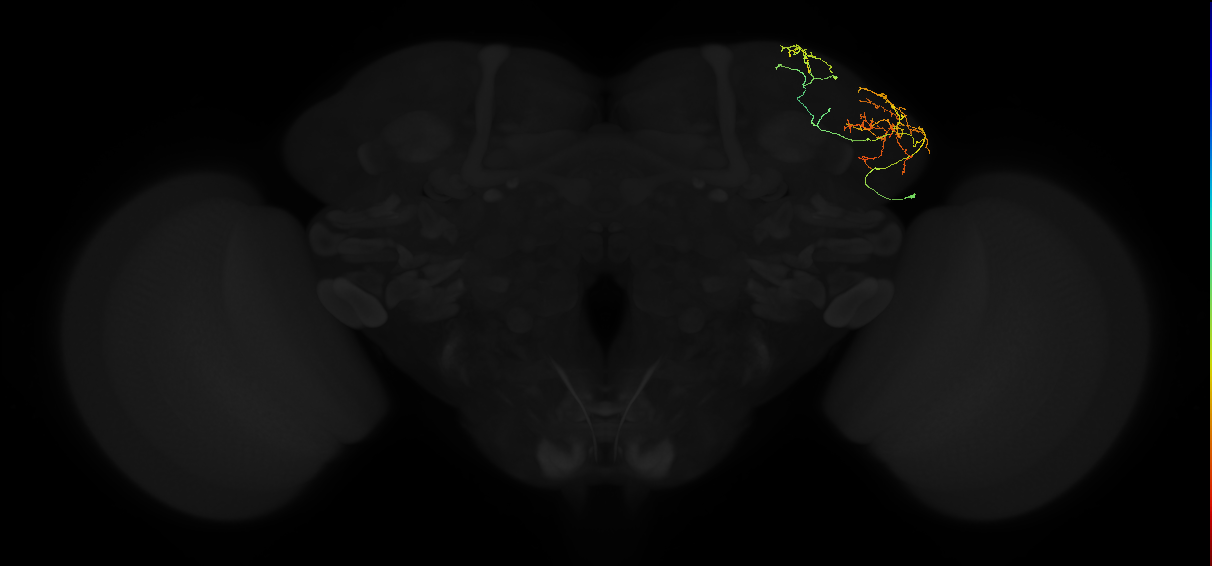 adult lateral horn AV5b1 neuron