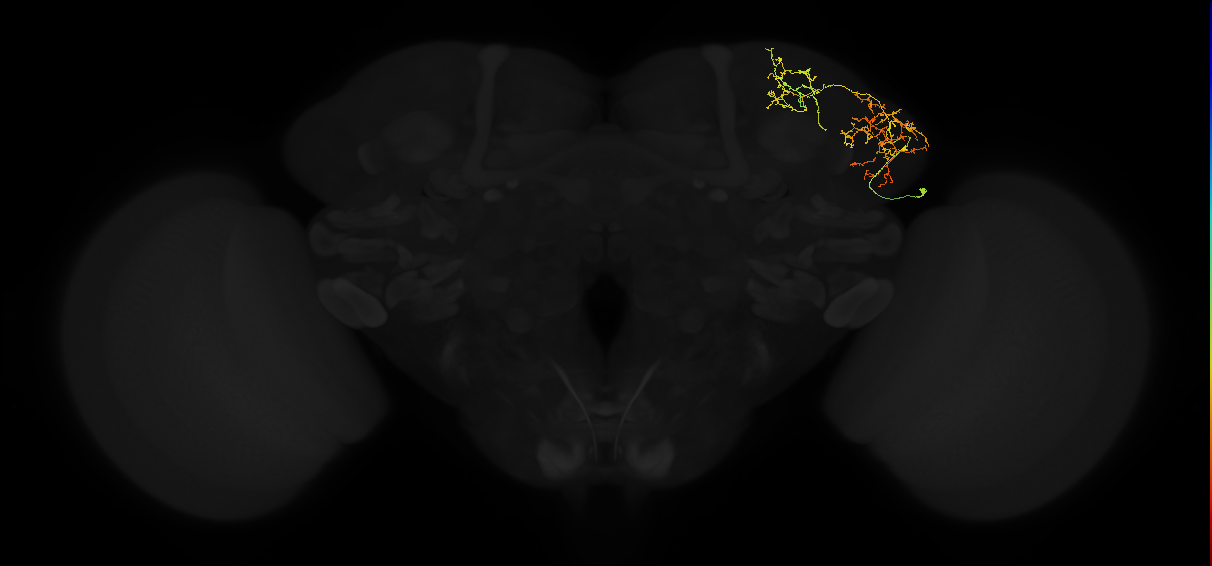 adult lateral horn AV5b2 neuron
