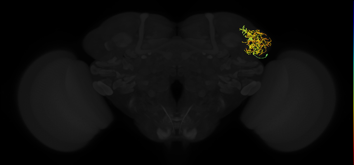 adult lateral horn AV5d1 neuron