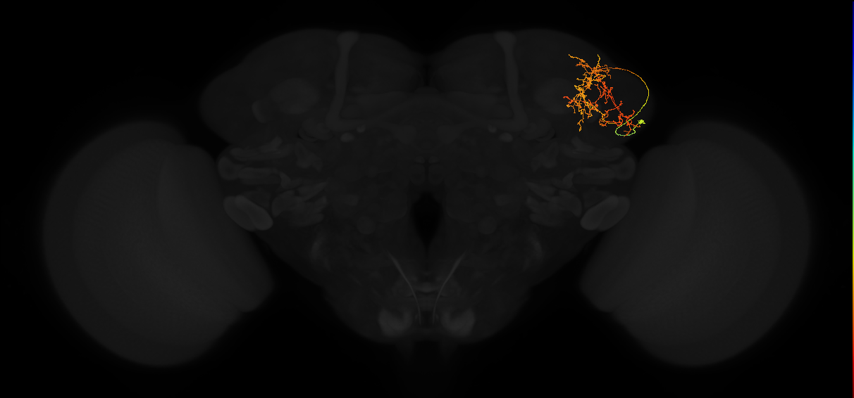 adult lateral horn AV5e1 neuron