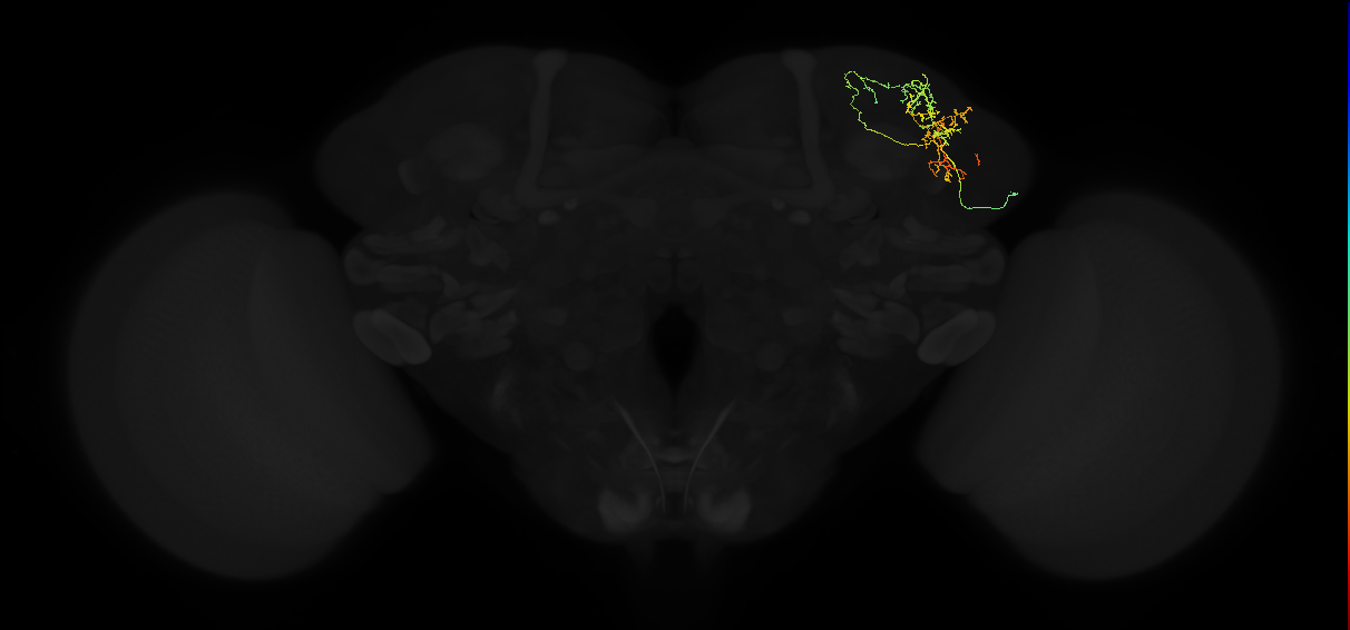 adult lateral horn AV6a10 neuron