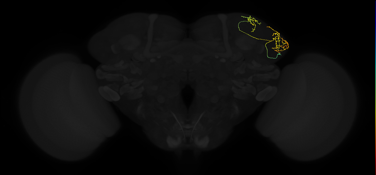 adult lateral horn AV6a1 neuron