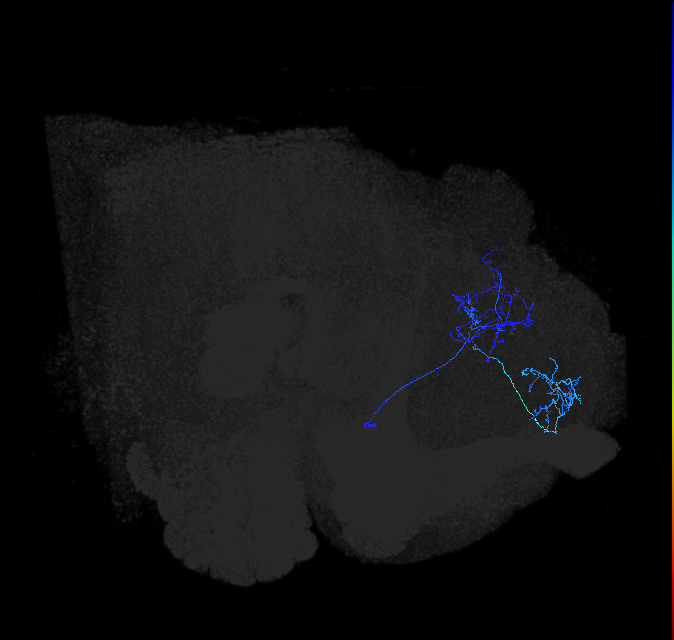 LHAV6a1_b_R (FlyEM-HB:5813009995)