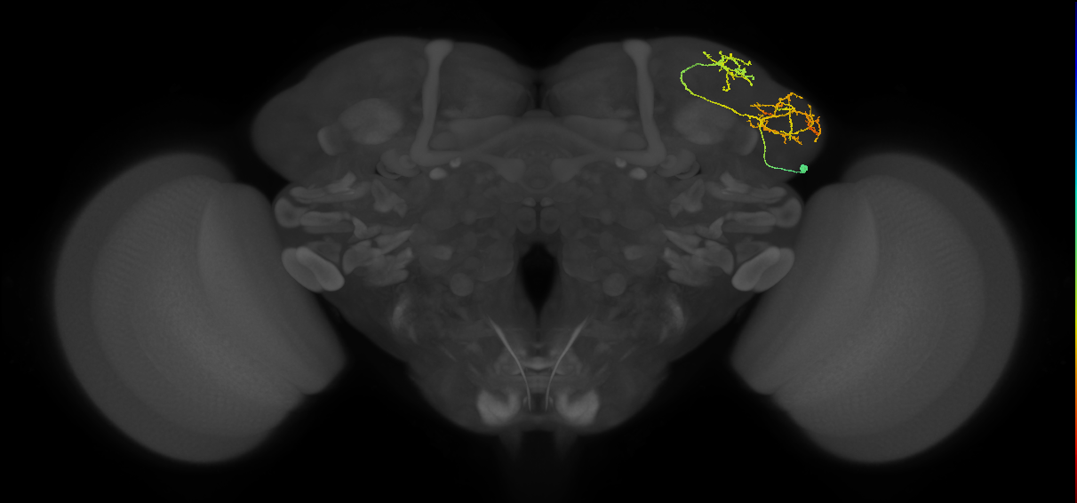 LHAV6a1_b_R (FlyEM-HB:5813009995)