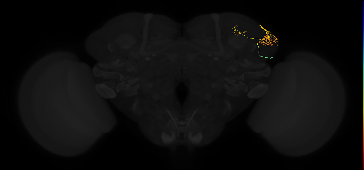 adult lateral horn AV6 neuron