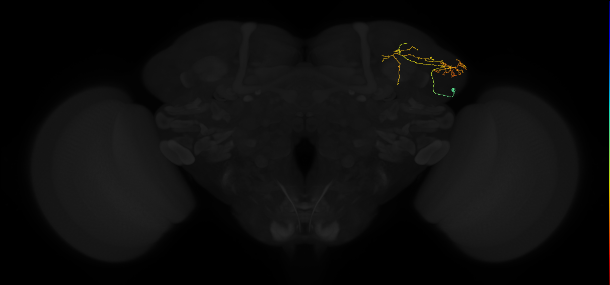 adult lateral horn AV6 neuron