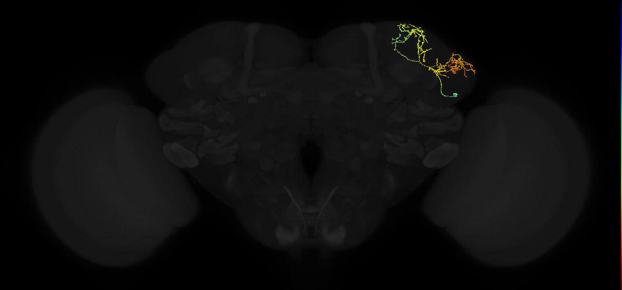 adult lateral horn AV6a3 neuron