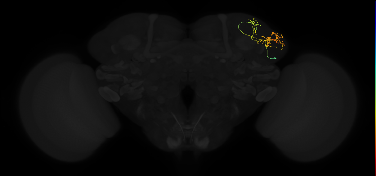 adult lateral horn AV6a3 neuron