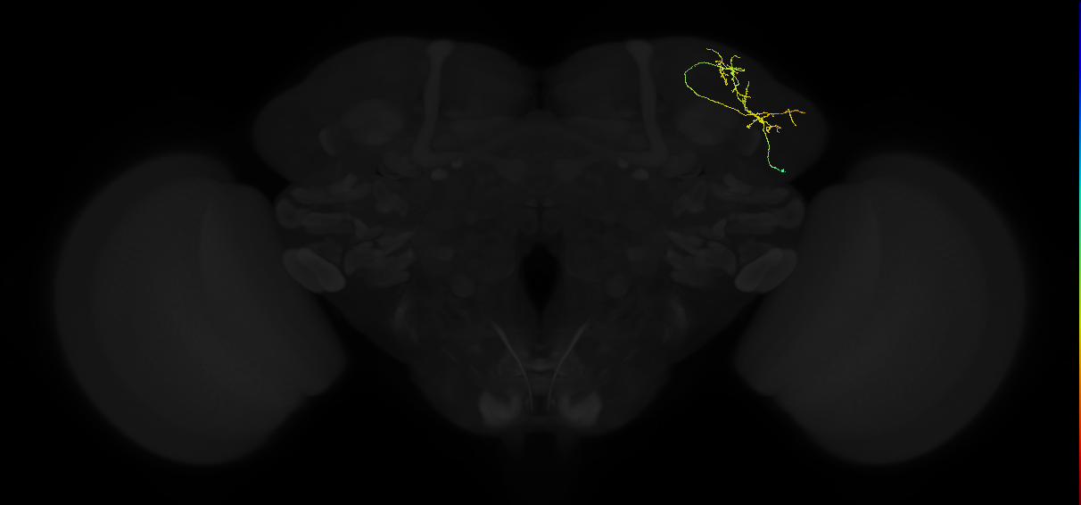 adult lateral horn AV6a4 neuron