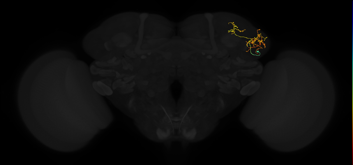 adult lateral horn AV6a5 neuron