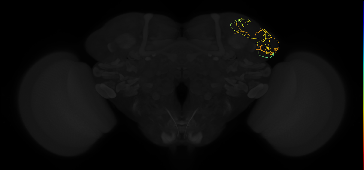 adult lateral horn AV6a6 neuron